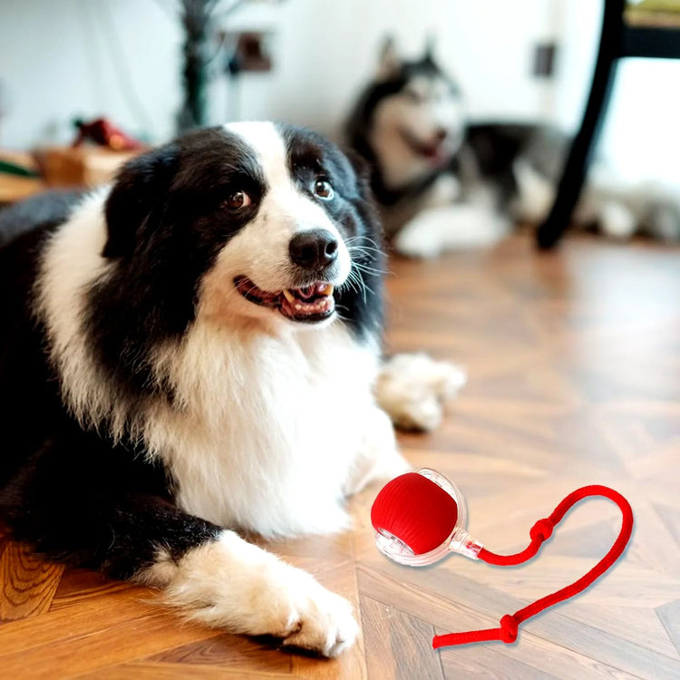 Pets accessories