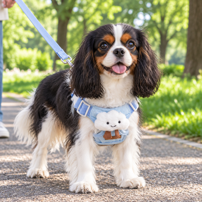 Cavalier spaniel wearing the blue cloud harness on a park walk