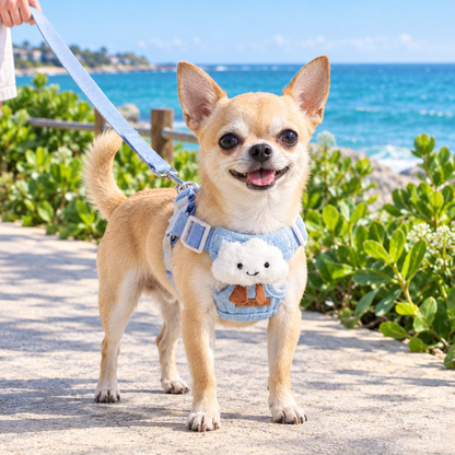 Chihuahua wearing the blue cloud harness and leash