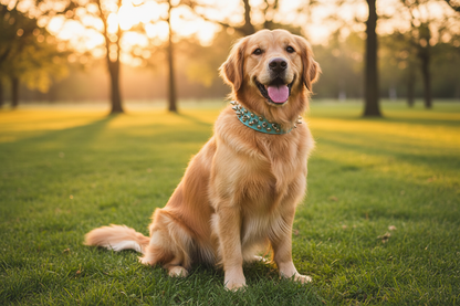 Dog Lifestyle - Blue Spiked Collar
