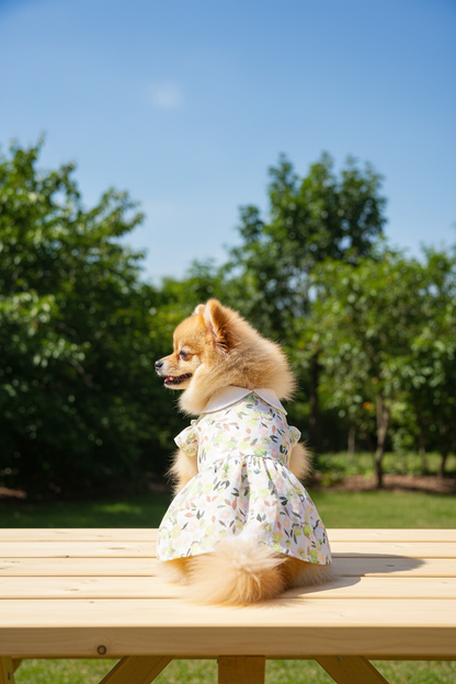 Floral Dress Pomeranian Picnic