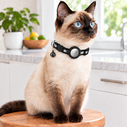 Siamese cat, black collar with metallic black bell